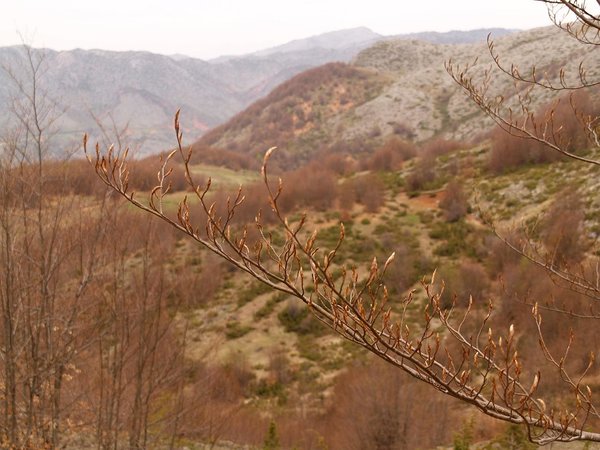 Shebenik-Jabllanice National Park