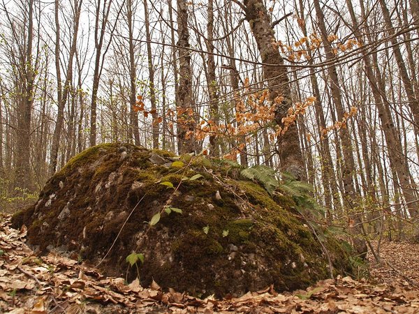 Shebenik-Jabllanice National Park