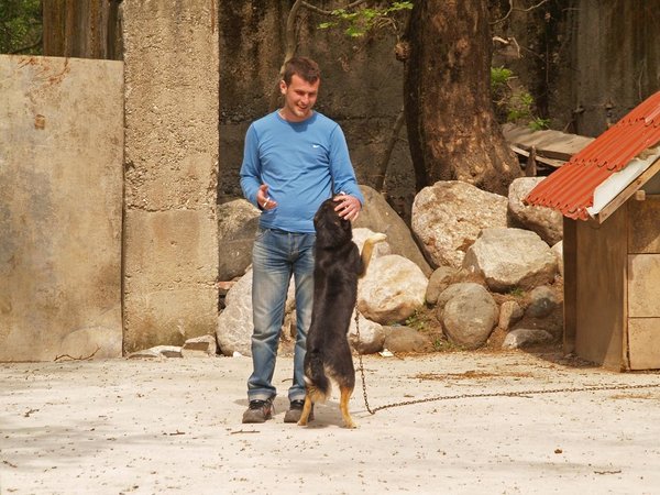 Redi and the wolf-dog