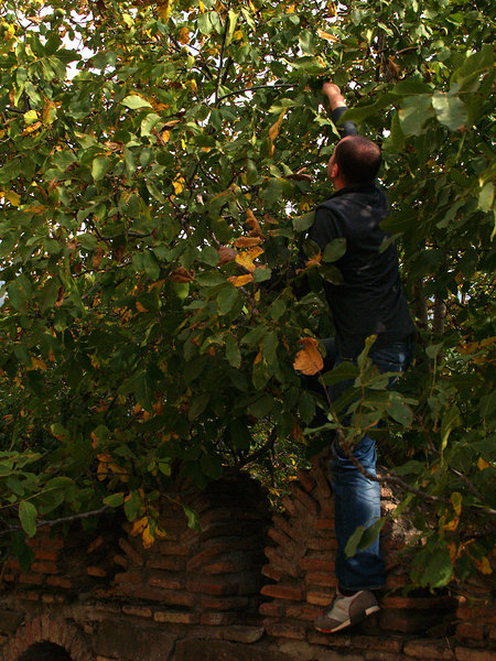 Davind climbing the tree