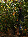 Davind climbing the tree