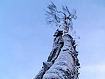 üksik puu Lapimaal, Soome