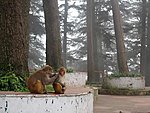 in Jakhu temple in Shimla