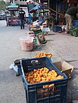 apricots in Kargil