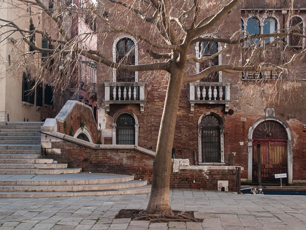 a tree in Cannaregio, Venice, Italy
