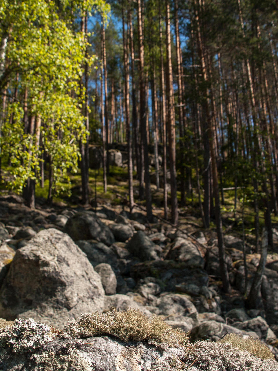 landscape between Joutenniemi and Valkeisniemi
