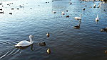 Tjörnin 