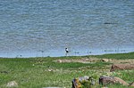 golden plover
