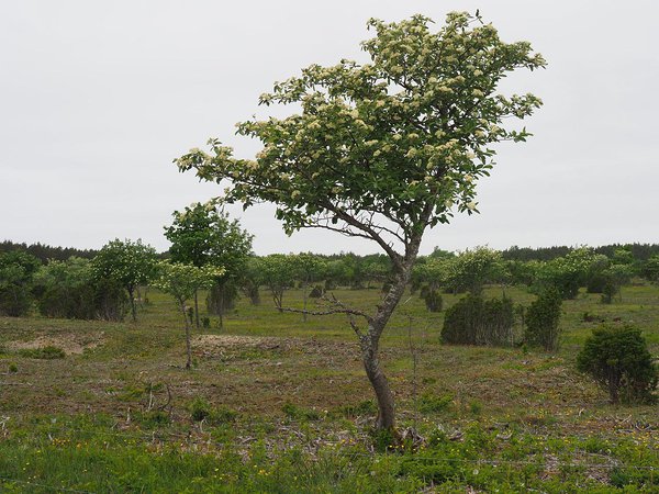 Kõruse meadow