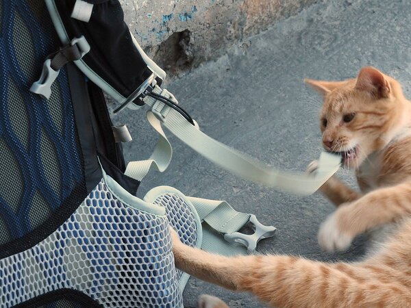 cat eating the bag
