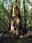 forest near Khövsgöl Nuur