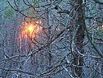 sun through the thicket