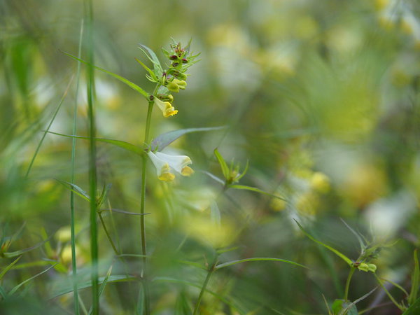 melampyrum pratense