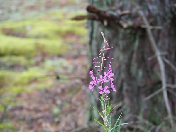 epilobium angustifolium