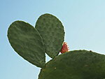 prickly pear (Opuntia)