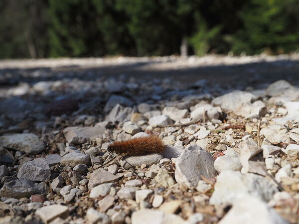 some type of caterpillar