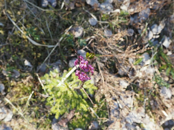 Daphne mezereum