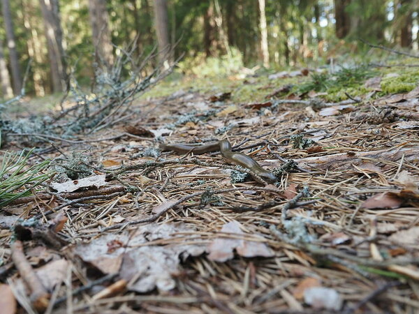 a slow worm (Anguis fragilis)