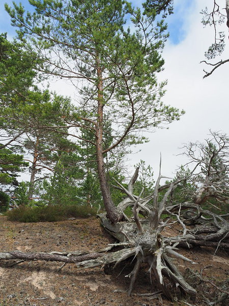 new tree grew from the old one