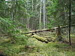 forest between Metsoja and Vainupea