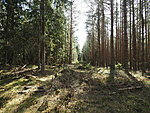 forest on the left and tree field on the right