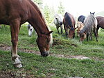 Horses eat in a circle so that their heads are facing outwards, the small one is in the middle.