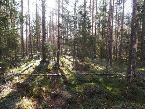 path in the morning
