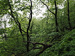 klint forest