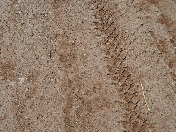 a lot of bear prints