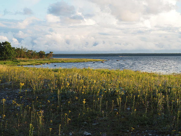 Karjääri lõkkekohas