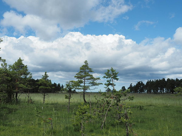 Kuusnõmme poolsaarel