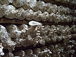 mushroom factory