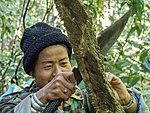 Chang takes tree bark for tea, before she asked the tree for forgiveness