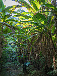 banana forest