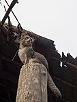 Mae Hong Son pillar cat
