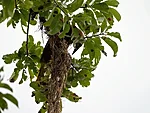 eris-suurturpial