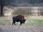 bison, of course