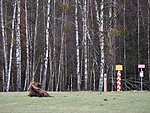 bison and Belorussian border