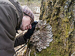 investigating lichen