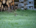 laulurästas