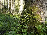 jänesekapsad puu otsas