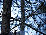 metsvindi sööst