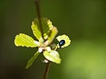 lepapoi