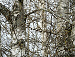 tree pipit (Anthus trivialis)