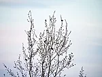 linnud puus