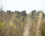 põõsalind on