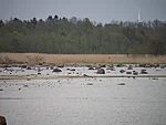 naerukajakad ja Madise kiriku torn