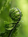 young fern, Estonia