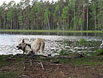 koer Lasa järve ääres