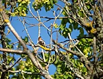 metsvint kratsib lõuga
